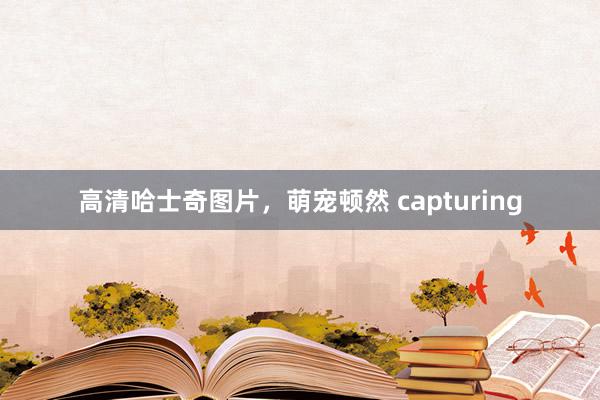 高清哈士奇图片，萌宠顿然 capturing
